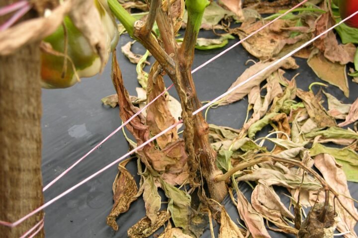 Phytophthora blight