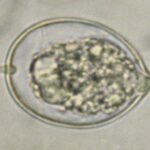 Phytophthora cactorum (Kragen-, Lederbeeren- und Rhizomfäule)
