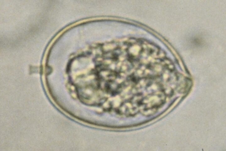 Phytophthora cactorum (Kragen-, Lederbeeren- und Rhizomfäule)