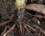 Phytophthora cambivora root and crown rot