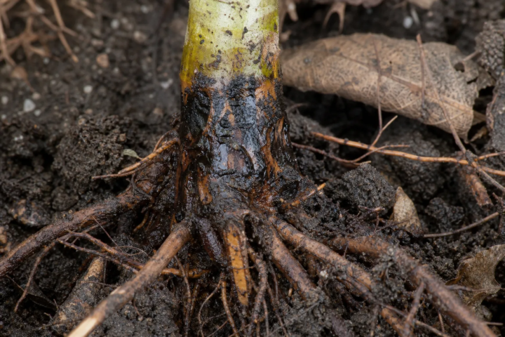 Phytophthora cambivora – Tintenkrankheit und Wurzelhalsfäule