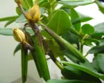 Phytophthora plurivora Root and Collar Rot