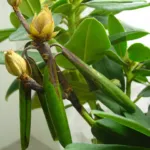 Phytophthora plurivora Root and Collar Rot