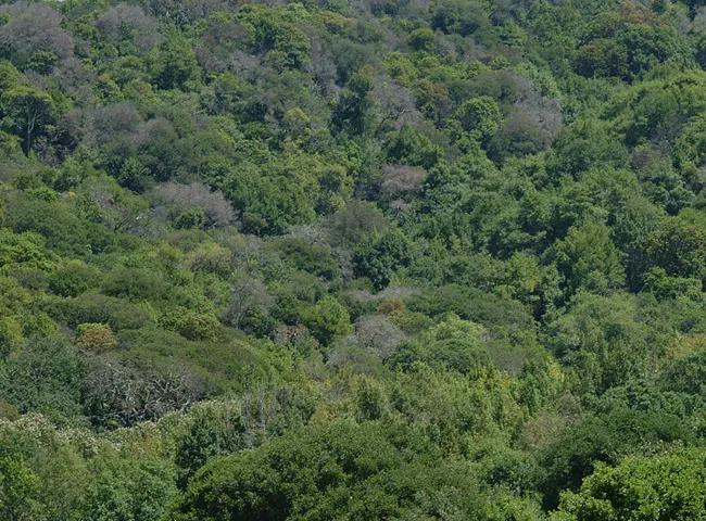 Phytophthora ramorum – náhle odumieranie dubov a ramorumová nekróza