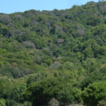Phytophthora ramorum (Triebsterben)