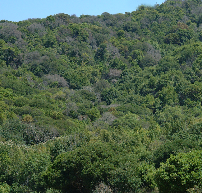 Phytophthora ramorum (Triebsterben)