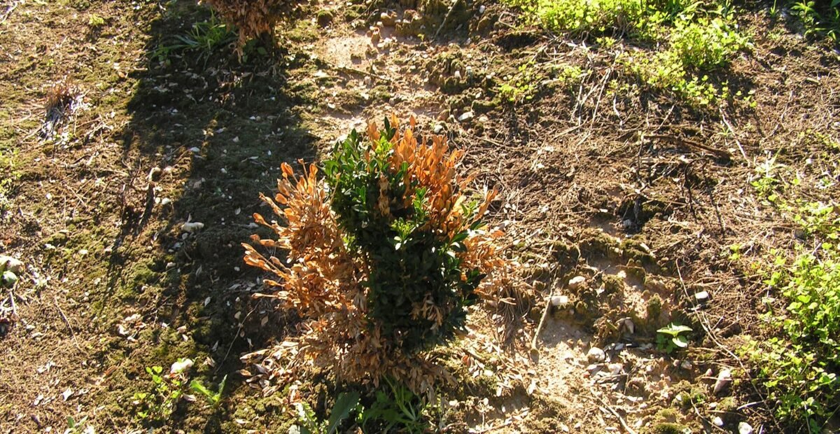 Phytophthora root and crown rot
