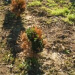 Phytophthora root and crown rot