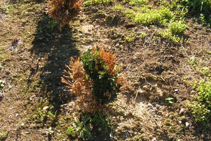 Phytophthora root and crown rot