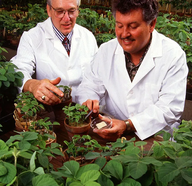 Phytophthora Root and Stem Rot of Soybean