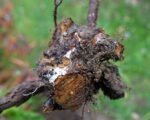 Phytophthora Root Rot