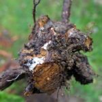 Phytophthora Root Rot