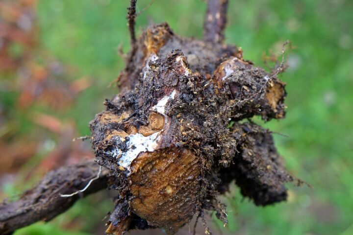 Phytophthora Root Rot