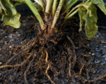 Phytophthora-Wurzel- und Kragenfäule