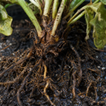 Phytophthora-Wurzel- und Kragenfäule