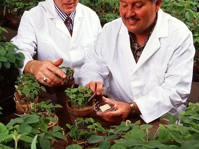 Phytophthora-Wurzel- und Stängelfäule der Sojabohne