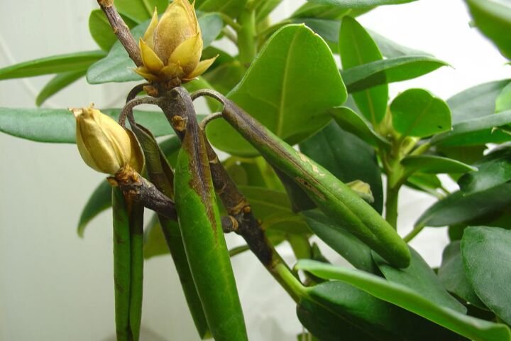 Phytophthora-Wurzelfäule