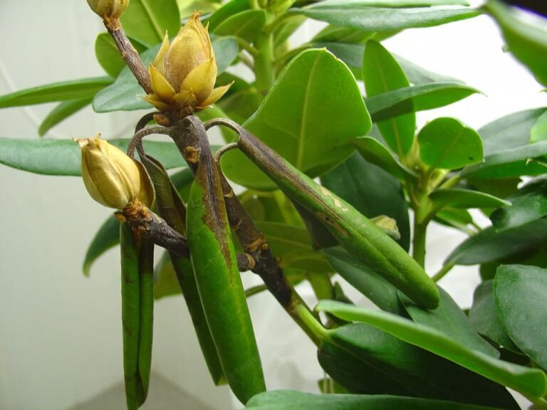 Phytophthora-Wurzelfäule – Diagnosefoto