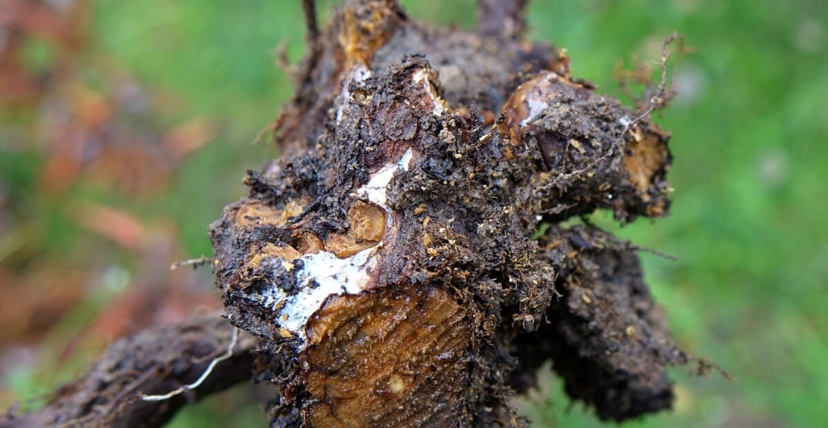 Phytophthora-Wurzelfäule durch Phytophthora cinnamomi