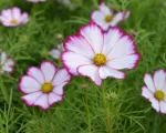 Picotee (Cosmos bipinnatus ‘Picotee’)