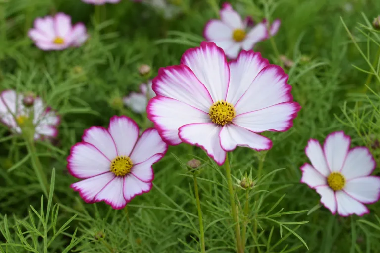 Cosmos bipinnatus 'Picotee'
