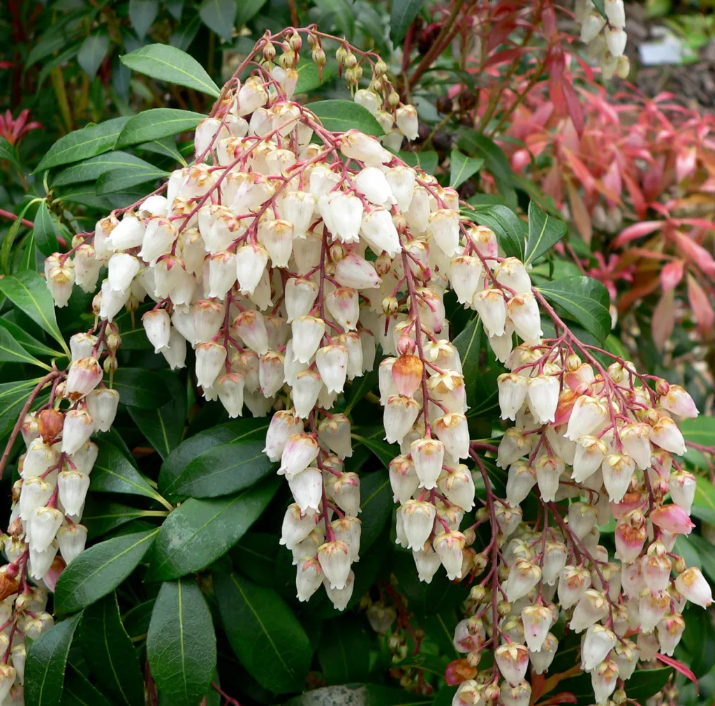 Japanische Lavendelheide (Pieris japonica) – Pflanzenfoto