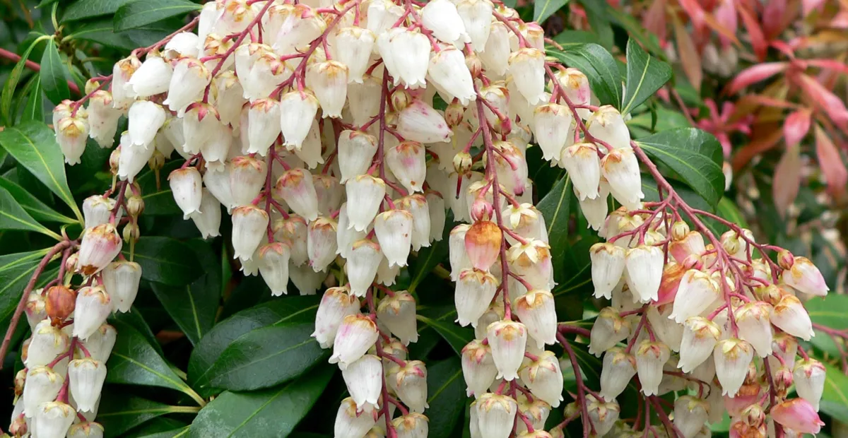 Japanische Lavendelheide (Pieris japonica) – Pflanzenfoto