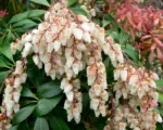 Pieris japonica care guide