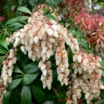 Pieris japonica care guide (Pieris japonica) – in a garden setting, plant photo