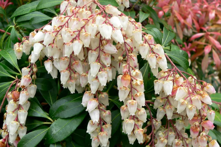 Pieris japonica
