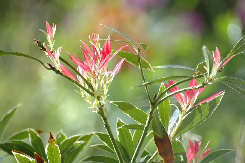 Japanische Lavendelheide (Pieris japonica) – typisches Erscheinungsbild, Pflanzenfoto