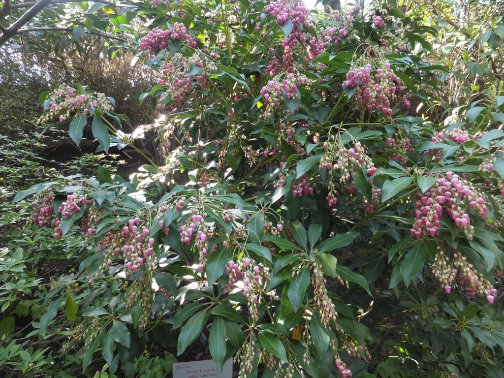 Japanische Lavendelheide (Pieris japonica) – im Garten, Pflanzenfoto