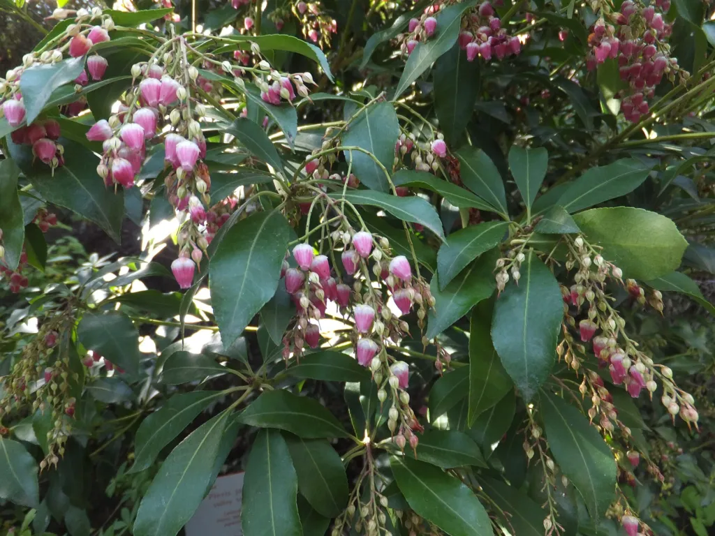 Japanische Lavendelheide (Pieris japonica) – im Garten, Pflanzenfoto