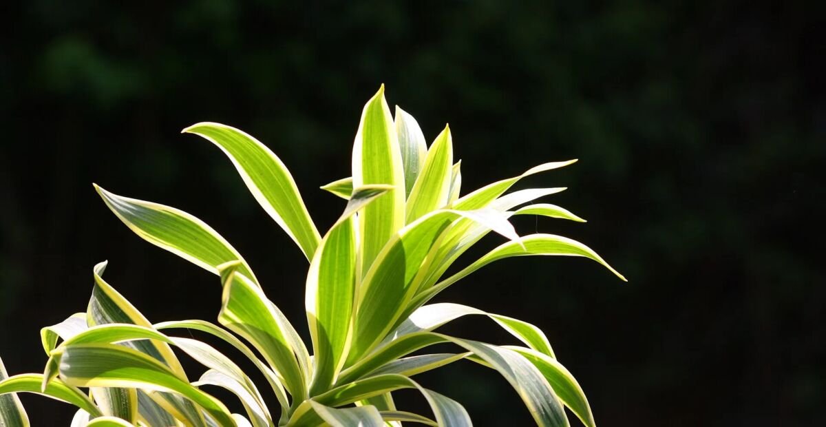 Pieseň Indie (Dracaena reflexa 'Song of India') – fotografia rastliny