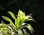 Pieseň Indie (Dracaena reflexa ‘Song of India’)