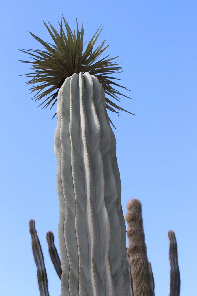 Facheiro (Pilosocereus pachycladus) – im Garten, Pflanzenfoto