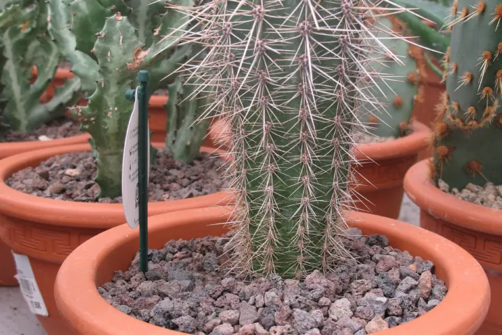 Pilosocereus pachycladus