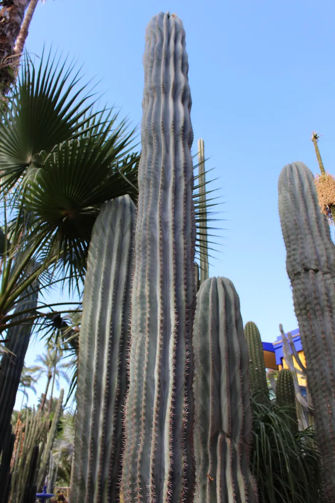 Facheiro (Pilosocereus pachycladus) – im Garten, Pflanzenfoto