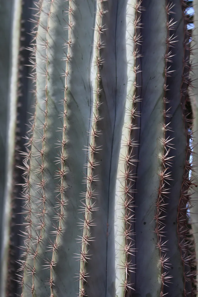 Facheiro (Pilosocereus pachycladus) – im Garten, Pflanzenfoto