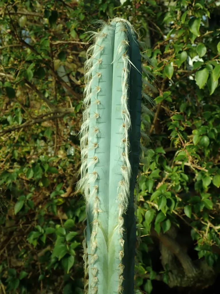 Facheiro (Pilosocereus pachycladus) – im Garten, Pflanzenfoto