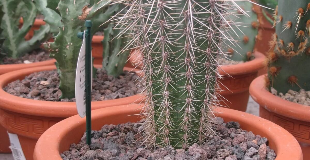 Pilosocereus pachycladus – fotografia rastliny