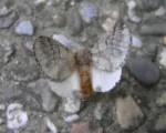 Pine processionary moth