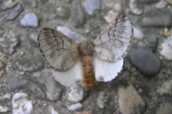 Pine processionary moth