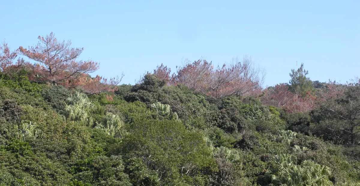 Pine Wilt Disease (Pinewood Nematode)