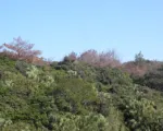 Pine Wilt Disease (Pinewood Nematode)