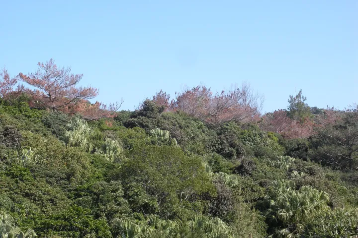 Pine Wilt Disease (Pinewood Nematode)