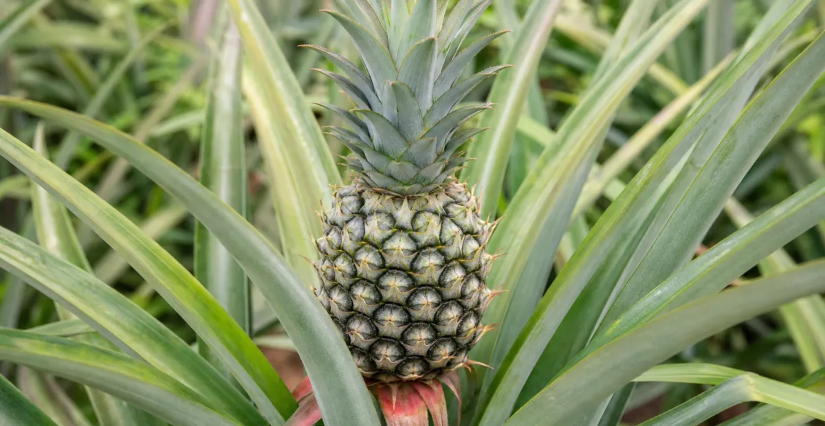 pineapple (Ananas comosus) – plant photo