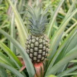 pineapple (Ananas comosus) – plant photo