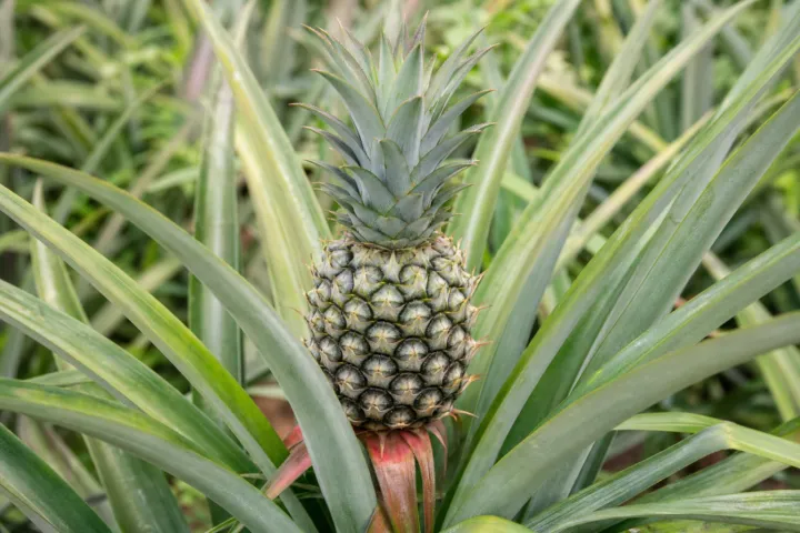 Ananas comosus