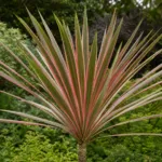 Pink Stripe (Cordyline australis ‘Pink Stripe’) (Cordyline australis 'Pink Stripe')